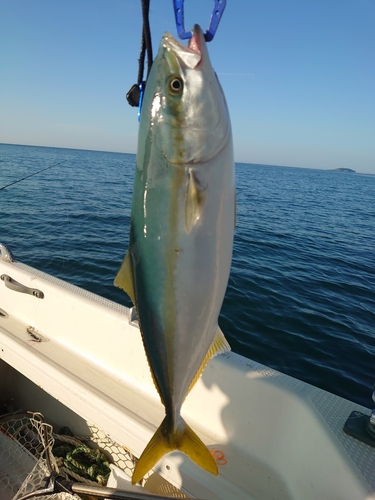 ハマチの釣果