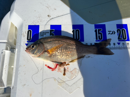 マタナゴの釣果