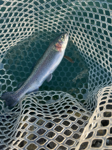 トラウトの釣果