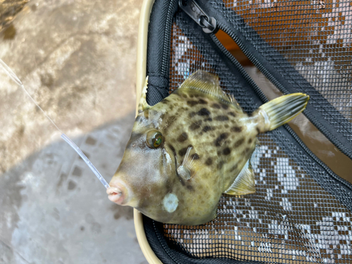 カワハギの釣果