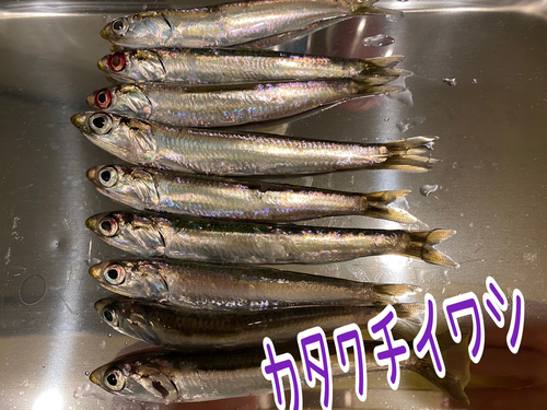 カタクチイワシの釣果