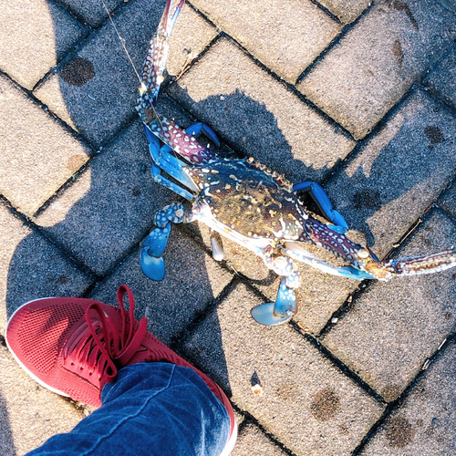 タイワンガザミの釣果