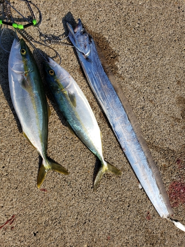 イナダの釣果