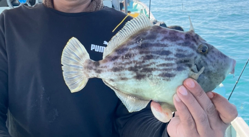 カワハギの釣果