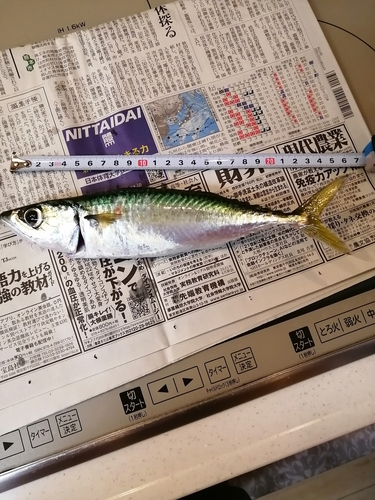 サバの釣果