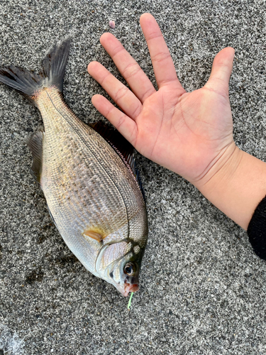 マタナゴの釣果