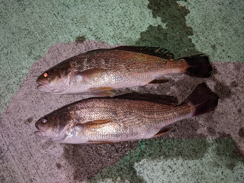 イシモチの釣果