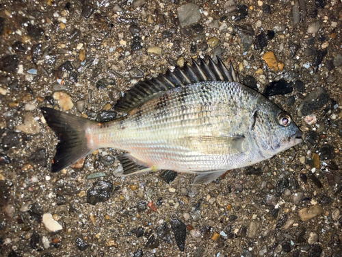 チヌの釣果