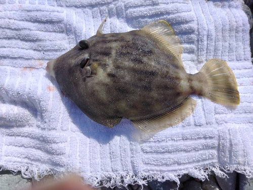 カワハギの釣果