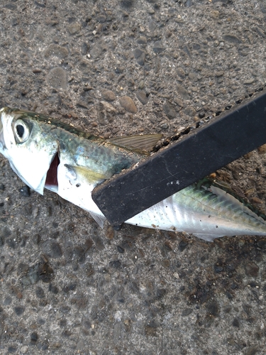 サバの釣果