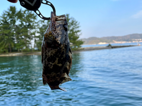 タケノコメバルの釣果