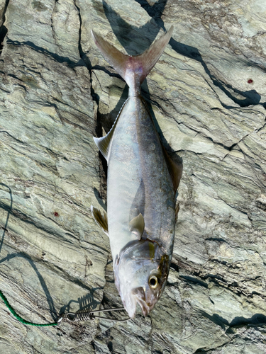 カンパチの釣果