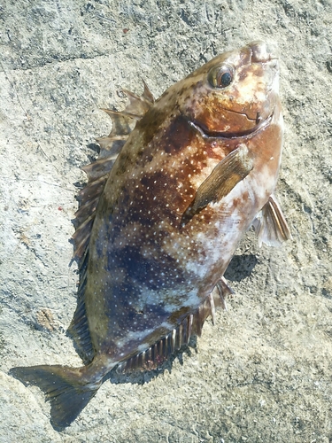 アイゴの釣果