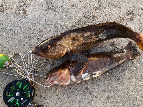 アイナメの釣果