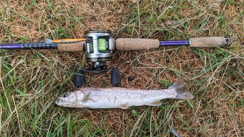 アメマスの釣果