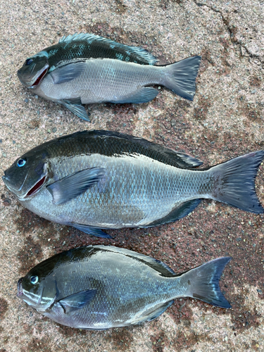 メジナの釣果