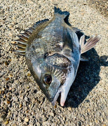 クロダイの釣果