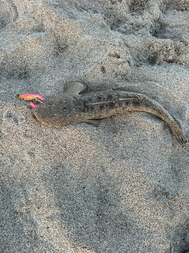 マゴチの釣果