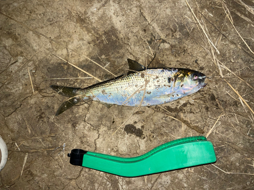 コノシロの釣果