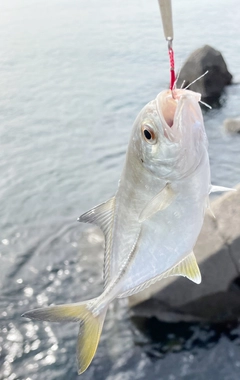 メッキの釣果