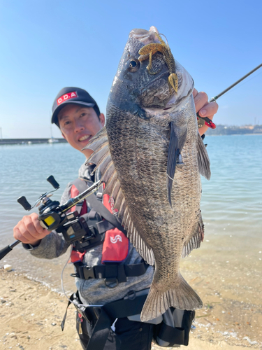 チヌの釣果