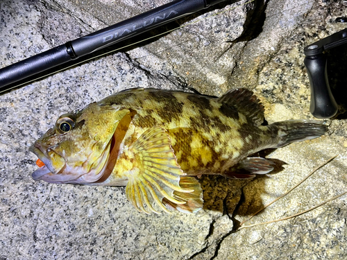 ガシラの釣果