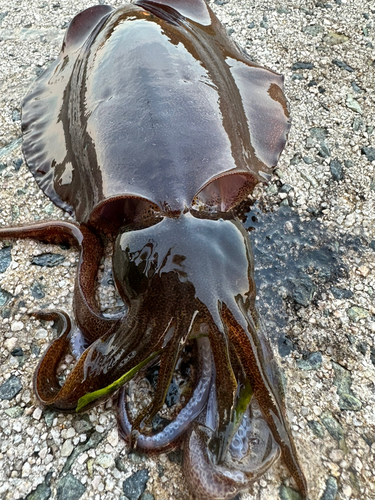 アオリイカの釣果