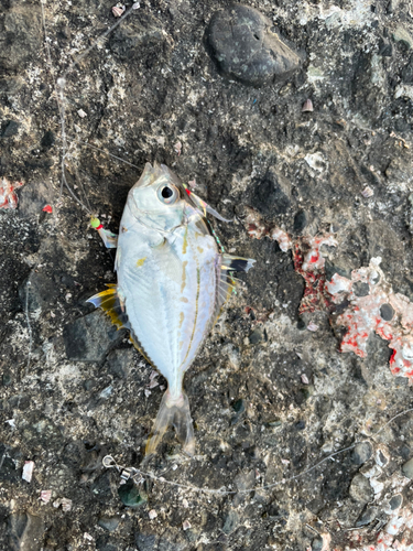 ヒイラギの釣果