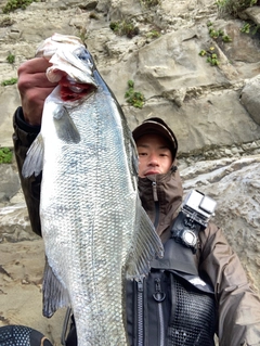 ヒラスズキの釣果