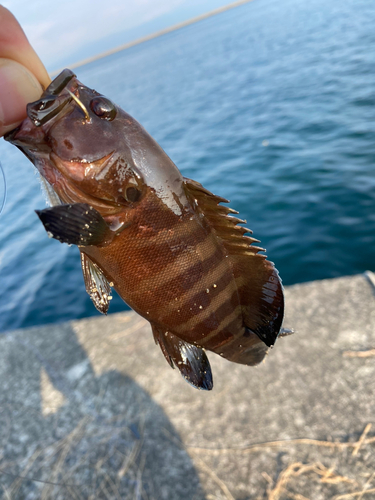 ヤミハタの釣果