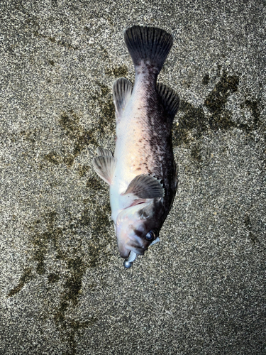 クロソイの釣果