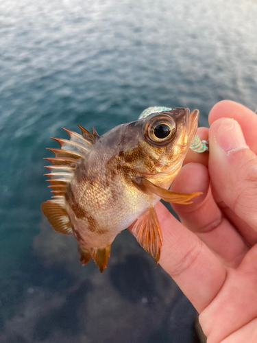 メバルの釣果