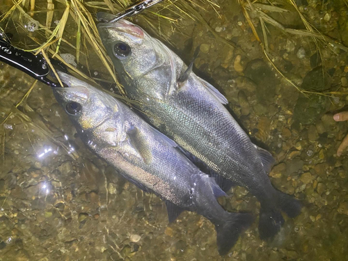 スズキの釣果