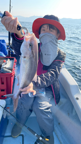 カンパチの釣果