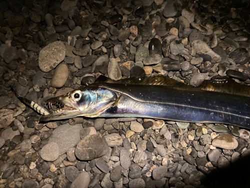 タチウオの釣果