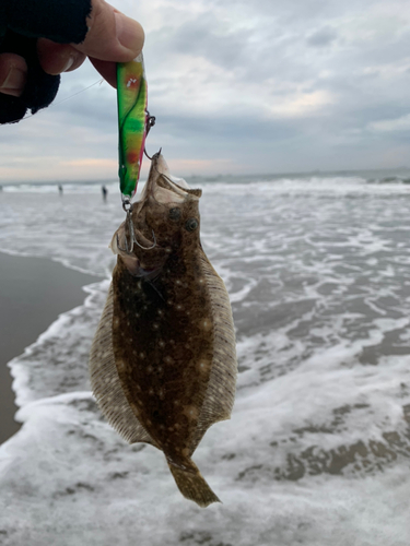 ソゲの釣果