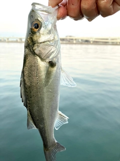 セイゴ（マルスズキ）の釣果