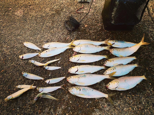 コノシロの釣果