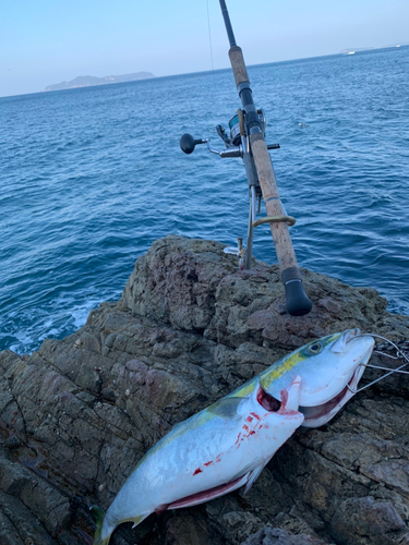 ハマチの釣果