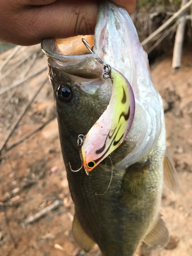 ライギョの釣果