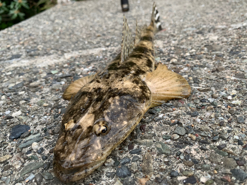 マゴチの釣果