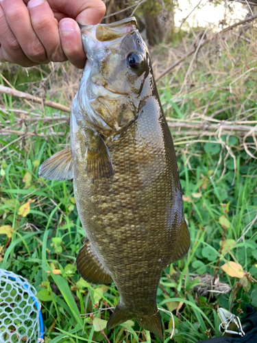 スモールマウスバスの釣果