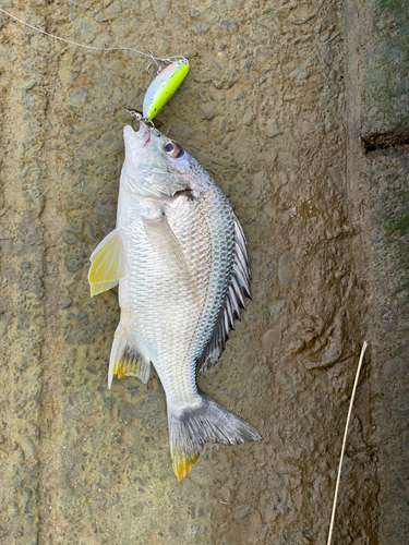 キビレの釣果