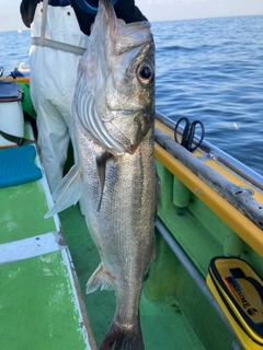 スズキの釣果