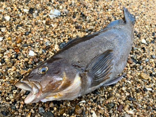 アイナメの釣果