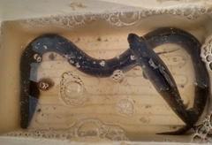 ウナギの釣果