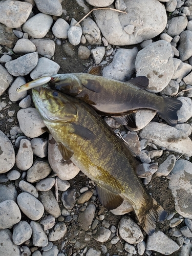 スモールマウスバスの釣果