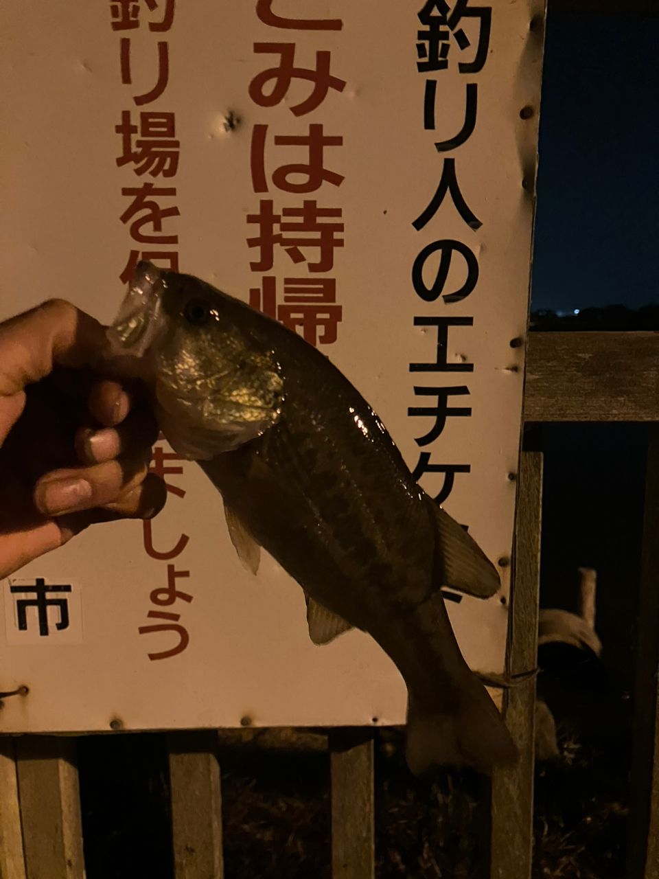 ラージマウスバス