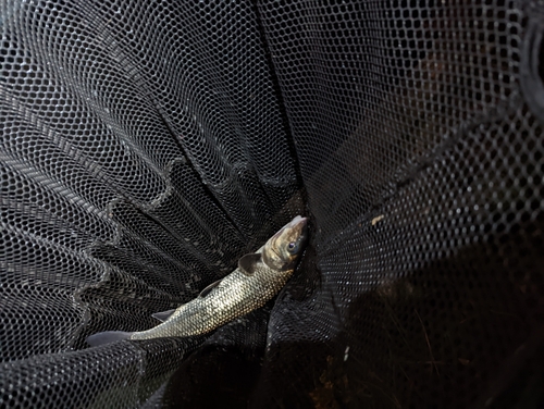 ニゴイの釣果