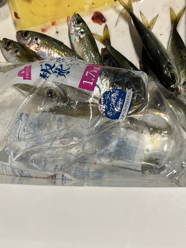 アジの釣果